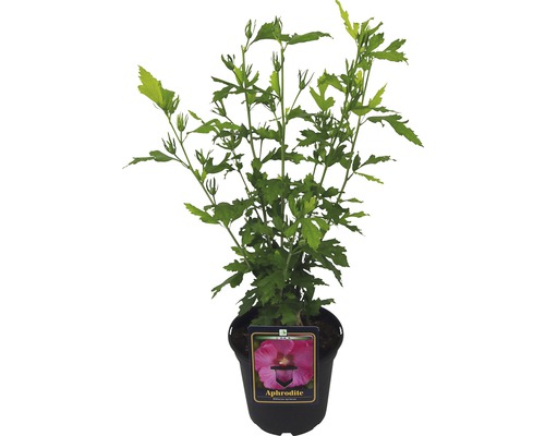 Hibiscus Aphrodite în ghiveci