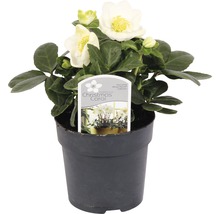 Spânz Christmas Carol în ghiveci