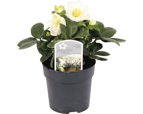 Spânz Christmas Carol în ghiveci