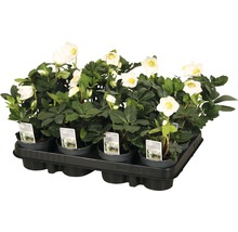 Tavă cu plante spânz cu flori albe și frunze verzi