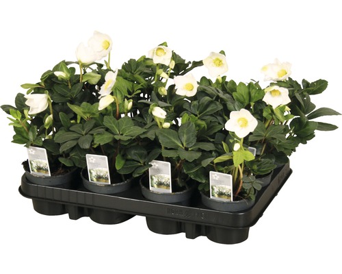 Tavă cu plante spânz cu flori albe și frunze verzi