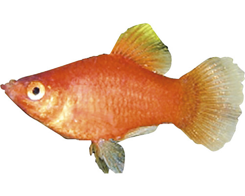 Un singur pește platy papagal roșu