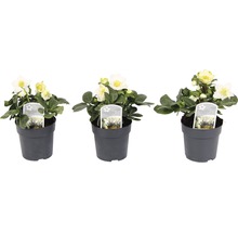 Trei spânz în ghivece