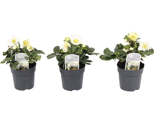 Trei spânz în ghivece