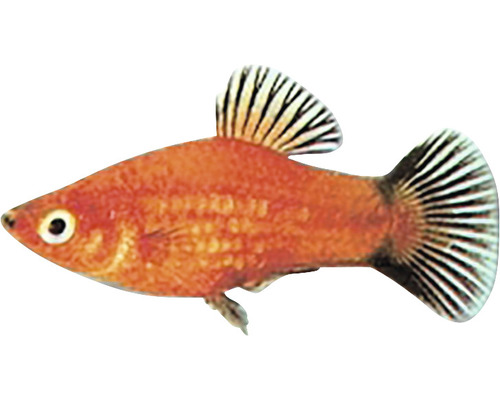 Platy Xiphophorus maculatus red wagteil L Platy Xiphophorus maculatus red wagteil L