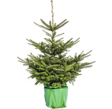 Brad argintiu în ghiveci