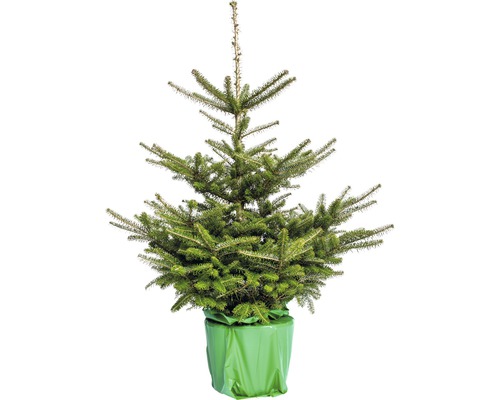 Brad coreean în ghiveci Abies Koreana H 100-125 cm Brad argintiu în ghiveci