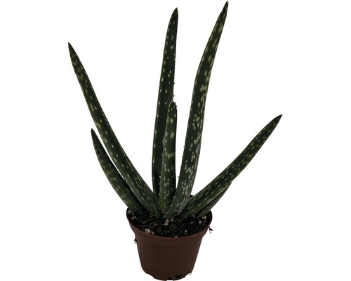 FloraSelf Aloe Vera H 10-15 cm ghiveci Ø 6 cm | HORNBACH