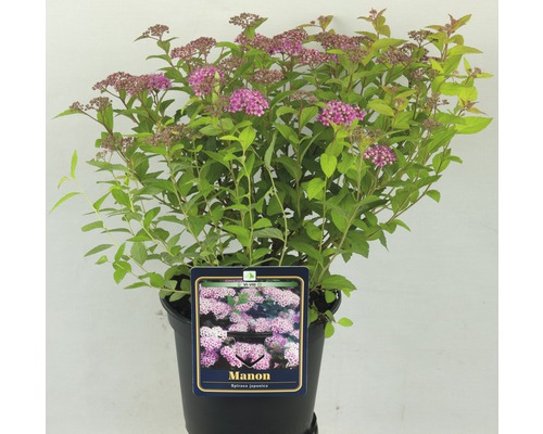 FloraSelf Spiraea japonica 'Manon' H 20-30 cm Co 2 L