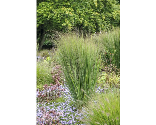 Iarbă decorativă FloraSelf Panicum virgatum 'Northwind' H 20-120 cm Co 6 L Grădină cu ierburi ornamentale și plante cu flori pentru un design natural de grădină.