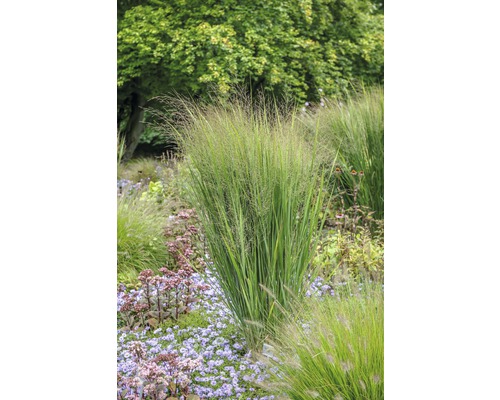 Iarbă FloraSelf Panicum virgatum 'Northwind' H 20-120 cm Co 3 L