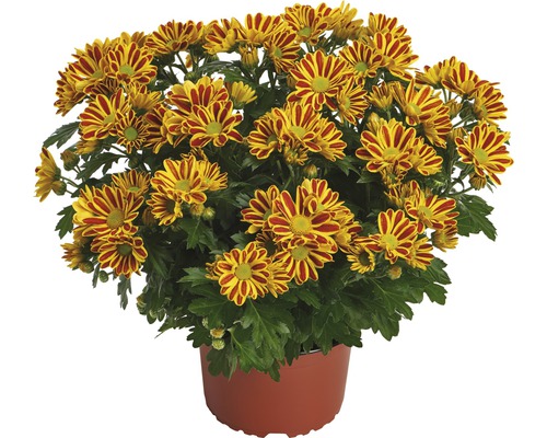 Crizantemă FloraSelf Chrysanthemum indicum 'HoiHoi' ghiveci Ø 12 cm