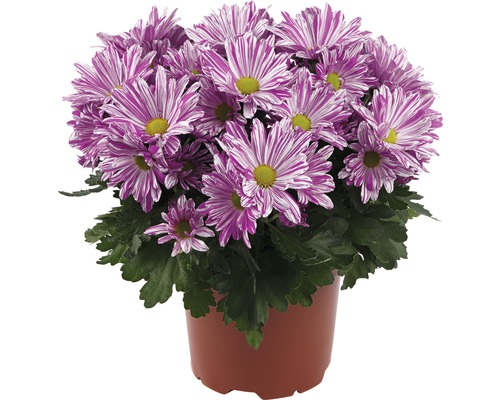 Crizantemă FloraSelf Chrysanthemum indicum 'Artistic Rosy' ghiveci Ø 12 cm Crizantemă la ghiveci cu flori dungate