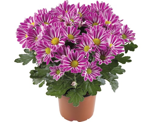 Crizantemă FloraSelf Chrysanthemum indicum 'Artistic Armin' ghiveci Ø 12 cm Crizantemă în ghiveci cu flori purpurii