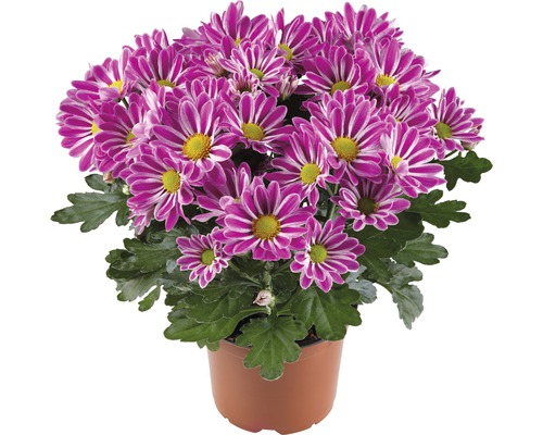 Crizantemă FloraSelf Chrysanthemum indicum 'Artistic Armin' ghiveci Ø 12 cm