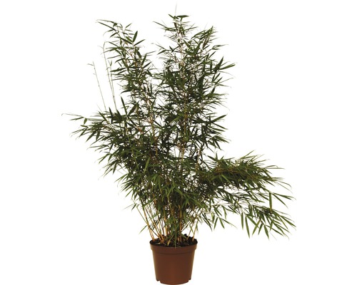 Bambus FloraSelf Fargesia robusta 'Campbell' H 80-100 cm Co 7,5 L