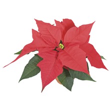 Poinsettia plantă cu frunze roșii și verzi