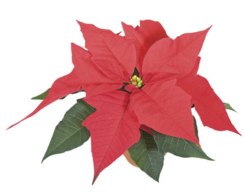 Crăciunița Poinsettia FloraSelf Euphorbia pulcherrima H 12-15 cm ghiveci Ø 6 cm, roșu