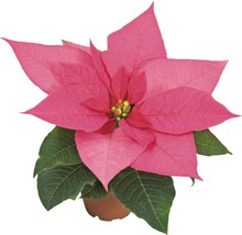 Crăciuniță roz în ghiveci