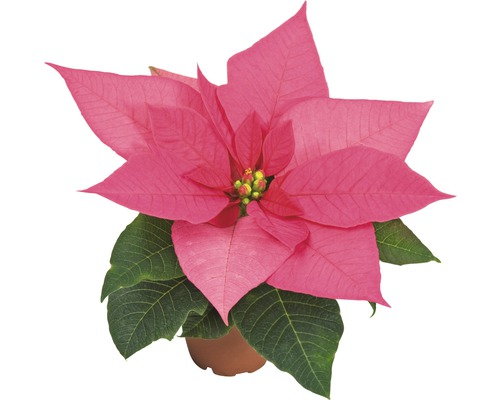 Crăciunița mini FloraSelf Euphorbia pulcherima H 10-14 cm ghiveci Ø 6 roz Crăciuniță roz în ghiveci