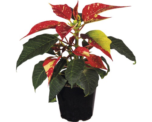 Crăciunița FloraSelf Euphorbia pulcherrima H 12-15 cm ghiveci Ø 6 cm roșu/alb