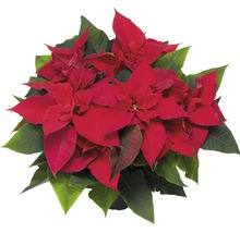 Steaua Crăciunului cu bractee roșii și frunze verzi