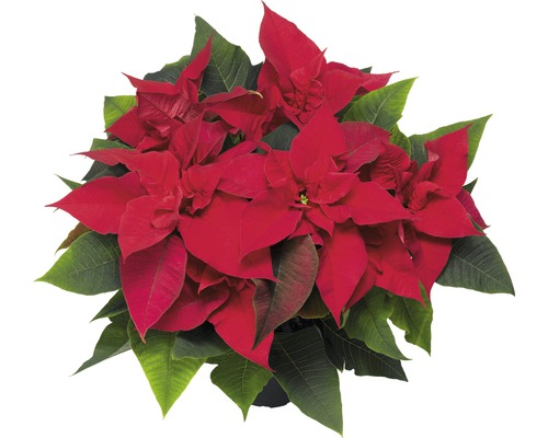 Crăciunița Poinsettia FloraSelf Euphorbia pulcherrima H 30-35 cm ghiveci Ø 12 cm roșu