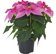 Poinsettia într-un ghiveci