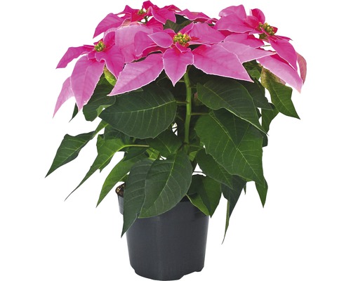 Crăciunița FloraSelf Euphorbia princettia H 30-35 cm ghiveci Ø 12 cm roz deschis Poinsettia într-un ghiveci