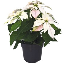 Poinsettia într-un ghiveci
