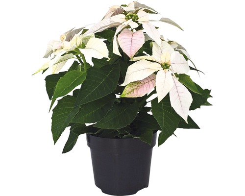 Crăciunița FloraSelf Euphorbia pulcherrima 'Princettia' H 30-35 cm ghiveci Ø 12 cm alb perlat