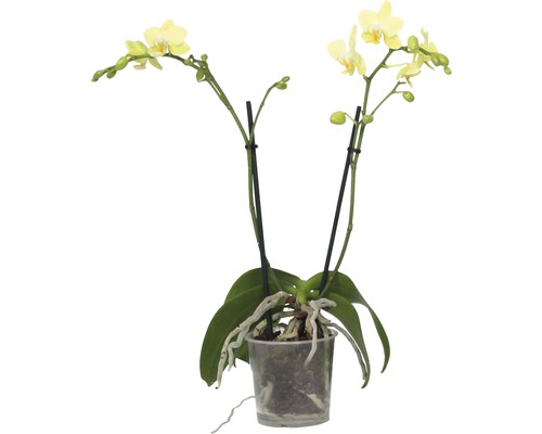 Orhidee fluture FloraSelf Phalaenopsis multiflora H 35-45 cm ghiveci Ø 9 cm, 2 tije