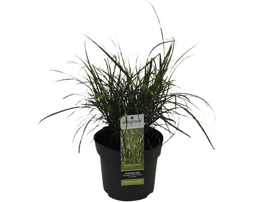 Iarba Elefantului FloraSelf Miscanthus sinensis 'Strictus Dwarf' H 10-100 cm Ø 14 cm Iarba Elefantului FloraSelf Miscanthus sinensis 'Strictus Dwarf' H 10-100 cm Ø 14 cm