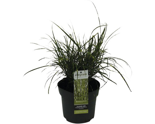 Stuf chinezesc FloraSelf Miscanthus sinensis 'Strictus Dwarf' H 100 cm Co 3 L