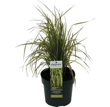 Plantă Calamagrostis x acutiflora Karl Foerster în ghiveci