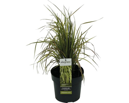 Iarbă ornamentală FloraSelf Calamagrostis x acutiflora 'Eldorado' H 10-80 cm Co 3 L