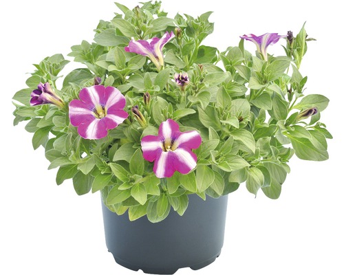 Petunia curgătoare ghiveci Ø 12 cm diferite culori buc