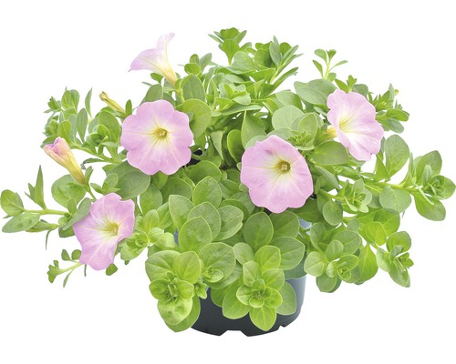 Petunie în ghiveci cu flori liliachii deschis