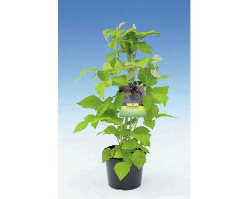 Planta de mur în ghiveci cu suport și etichetă de soi