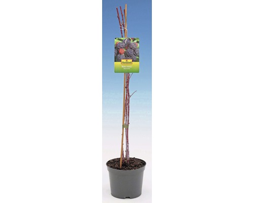 Mur fără spini în ghiveci cu etichetă de plantă