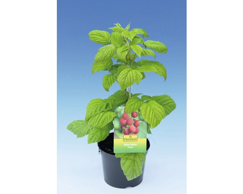 Plantă de zmeură în ghiveci cu eticheta FloraSelf