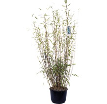 Plantă de bambus în ghiveci