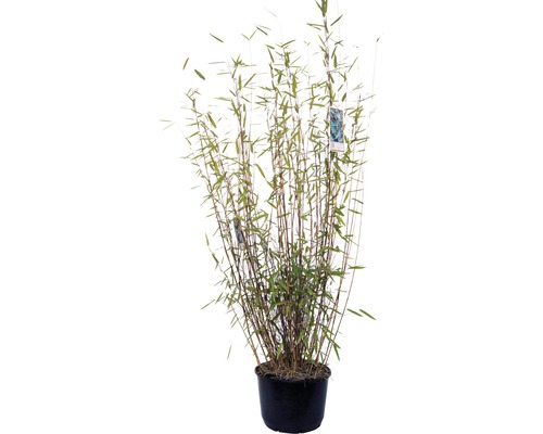 Plantă de bambus în ghiveci