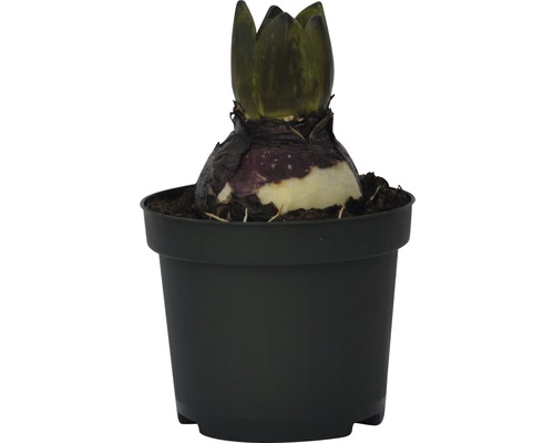 Bulb de Amaryllis într-un ghiveci