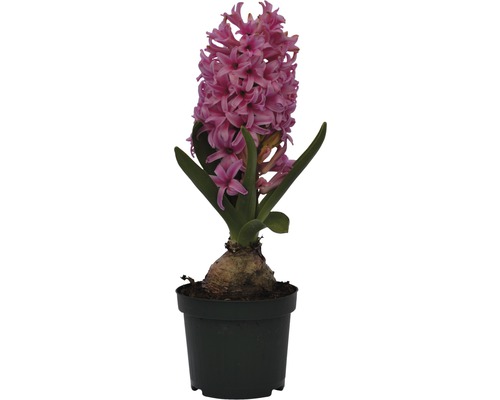 Zambile FloraSelf Hyacinthus orientalis 'Pink Pearl' | HORNBACH
