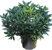Rhododendron în ghiveci