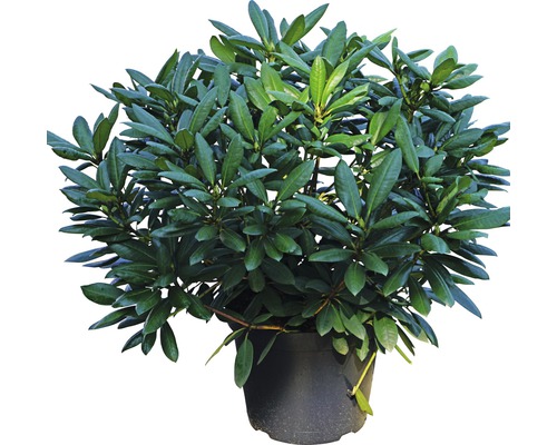 Rhododendron în ghiveci