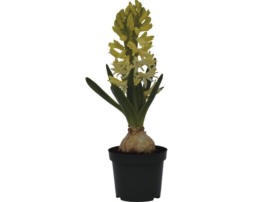 Zambila galbenă în ghiveci