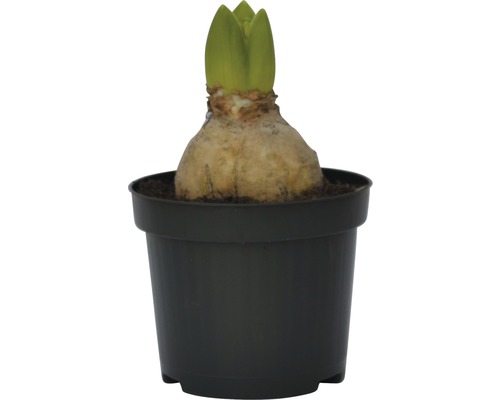 Bulb de amaryllis într-un ghiveci