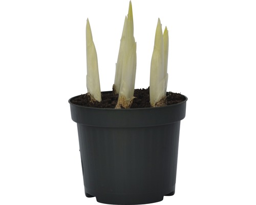 Plantă cicoare în ghiveci